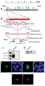 Thumbnail of West Nile virus capsid (WNV-cp)-DJY protein expression induces apoptosis. Nuclear condensation was observed in HeLa cells transfected with pcWNV-Cp-DJY (a), a positive control pBax (b), or a negative control, pcDNA3.1 (c), under a 4,6-diamidino-2-phenylidole (DAPI) filter (magnification: 200X). Light microscopic observation on pcWNV-Cp-DJY (d) or pcDNA3.1 (e) plasmid transfected RD cells were examined in semithin sections stained with toluidine blue (magnification for d and e: 400X). Ultramicroscopic image of apoptotic cells were photographed from pcWNV-Cp-DJY transfected RD cells (f). DNA fragmentation in WNV capsid–expressing cell lines was examined by terminal desoxyriboxyl-desoxyriboxyl trasferase–mediated DVTP nick-end labeling (TUNEL) assay in HeLa (g), HEK 293 (i), and RD cells (k), and compared with DNA fragmentation from pcDNA3.1-transfected HeLa cells (m). Nuclear staining in HeLa (h), HEK 293 (j), and RD cells (l) were observed by using a DAPI filter and compared with control HeLa cells (n) (magnification for g through n: 400X). Cell membrane morphology changes were examined by annexin V staining/flow cytometry by using HeLa cells transfected with pcWNV-Cp-DJY or control pcDNA3.1 plasmids (o). The human neuroblastoma cell line SH-SY5Y was transfected with Bax as a positive control (p), pcWNV-Cp (r), or control plasmid (t) and examined by TUNEL assay. To visualize nuclear staining, cells transfected with pBax, pcWNV-Cp-DJY (q and s, respectively) or pcDNA3.1 (u) were stained with DAPI and observed using appropriate filters (magnification: 400X).