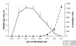 Thumbnail of Daily mean (plus or minus the standard deviation) virus titers and hemagglutination inhibition (HI) antibody levels in 10 naïve (control) hamsters after intraperitoneal inoculation of 104 TCID50 West Nile virus strain NY385-99.
