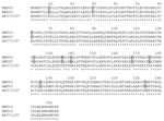 Thumbnail of Comparison of the partial amino acid sequences of Human Metapneumovirus (HMPV) isolates 1 (recovered in 1998) and 2 (recovered in 1999) for the fusion protein (residues 1 to 253). The sequences were aligned with the reference sequence from the Netherlands (GenBank accession no. AF371337). Asterisks denote identical residues; the shaded boxes highlight different amino acids between the two HMPV isolates from this study.