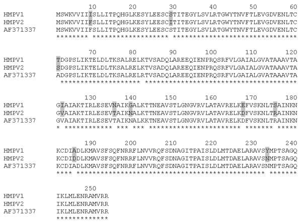 Comparison of the partial amino acid sequences of Human Metapneumovirus (HMPV) isolates 1 (recovered in 1998) and 2 (recovered in 1999) for the fusion protein (residues 1 to 253). The sequences were aligned with the reference sequence from the Netherlands (GenBank accession no. AF371337). Asterisks denote identical residues; the shaded boxes highlight different amino acids between the two HMPV isolates from this study.