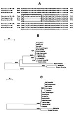 Thumbnail of (A) Nucleotide sequence of the Araçatuba virus hemagglutinin (HA) and comparison with same sequences from Cantagalo virus and vaccinia virus–Western Reserve (WR). Box indicates deletion region conserved in the sequences of both Araçatuba and Cantagalo viruses, but not in vaccinia virus, Western Reserve (WR). Star (*) indicates regions conserved in all three viruses. (B) Phylogenetic tree constructed based on the nucleotide sequence of poxvirus thymidine kinase genes. Nucleotide sequ