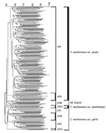 Thumbnail of Dendrogram of the polymerase chain reaction-fingerprinting patterns obtained with the primer M13 from a selection of the IberoAmerican isolates studied. All the isolates fall into eight major molecular types, which fall into three major groups corresponding to Cryptococcus neoformans var. grubii, serotype A, with two molecular types VNI and VNII; C. neoformans var. neoformans, serotype D, with the molecular type VNIV; and C. neoformans var. gattii serotypes B and C, with the molecul