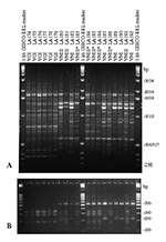 Thumbnail of Polymerase chain reaction fingerprints generated with the primer M13 (3A) and URA5 gene restriction frgement length polymorphism (RFLP) profiles identified via double digest of the gene with Sau96I and HhaI (3B) obtained from the Spanish clinical, veterinary, and environmental Cryptococcus neoformans isolates (VNIII correspond to the seven-band URA5 RFLP pattern and VNIII* correspond to the six-band URA5 RFLP pattern).
