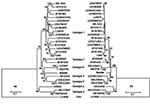 Thumbnail of Rooted phylogenetic tree showing genetic relationships among Aravan virus and 26 lyssaviruses. Phylogenetic relationships were determined by comparing the 1350-nucleotide sequences of the nucleoprotein (N) gene (a) and the deduced 450-amino-acid sequences (b) by the neighbor-joining method (36). The sequences used were those of genotypes 1, 2, 3, 4, 5, 6, and 7 shown in Table 1 by using vesicular stomatitis Indiana virus (VSIV) as an outgroup (tsW16B/U13898).