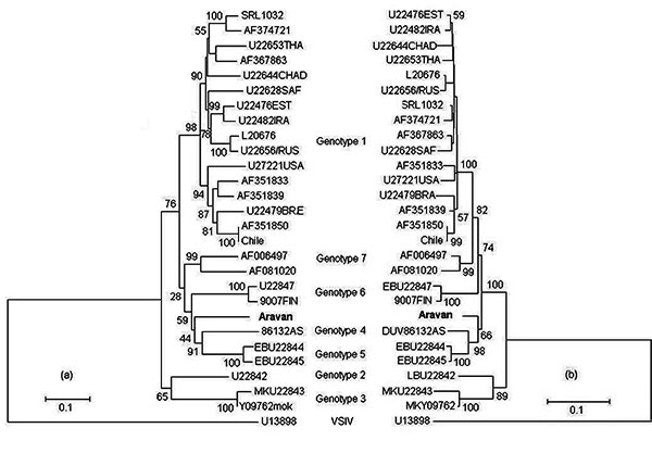 Rooted phylogenetic tree showing genetic relationships among Aravan virus and 26 lyssaviruses. Phylogenetic relationships were determined by comparing the 1350-nucleotide sequences of the nucleoprotein (N) gene (a) and the deduced 450-amino-acid sequences (b) by the neighbor-joining method (36). The sequences used were those of genotypes 1, 2, 3, 4, 5, 6, and 7 shown in Table 1 by using vesicular stomatitis Indiana virus (VSIV) as an outgroup (tsW16B/U13898).