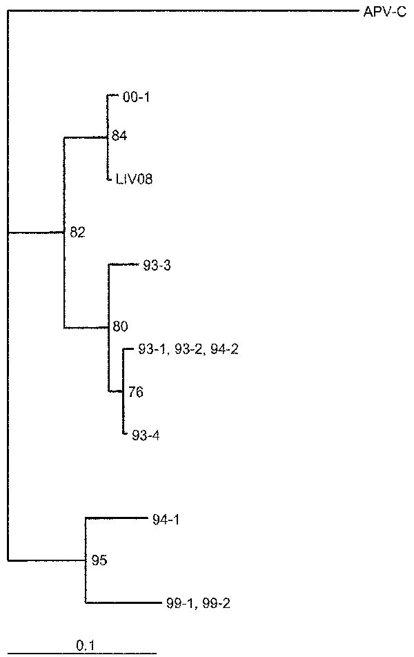The phylogenetic relationship of human metapneumovirus from Liverpool (LIV08) to those from Holland and to avian pneumovirus. The divergence bar is shown at the bottom of the figure.