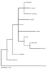 Thumbnail of Analysis of 16S rRNA sequences from nine Mycobacterium species and from 12 patients with sarcoidosis. Phylograms based on nucleotide alignments were generated with HKY85 distances matrices using Paup 4.0b10 (Sinauer Associates, Sunderland MA). Bootstrap values &gt;50 (based on 500 replicates) are represented at each node, and the branch length index is represented below the phylogram. For eight patients, the 16S rRNA sequence was identical to M. tuberculosis, and for one patient (patient 24) was identical to M. gordonae. For patient 15, the sequence was closely related to M. tuberculosis; for patient 19, the sequence was closely related to M. duvalii and M. gordonae; for patient 7, the sequence was less closely related to M. leprae.
