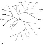Thumbnail of Unrooted phylogenetic tree showing the relationship over a 123-bp fragment within open reading frame 2 between representative Hepatitis E virus strains reported in this study and other isolates from genotype I (C1, China; P, Pakistan; I, India; BCN, Barcelona, Spain; and B, Burma), genotype II (M, Mexico), genotype III (US1 and US2, United States; Sw, swine; G1 and G2, Greece; It, Italy; and Au, Austria), and genotype IV (C2 and C3, China). Strains from Barcelona, Spain, Washington,