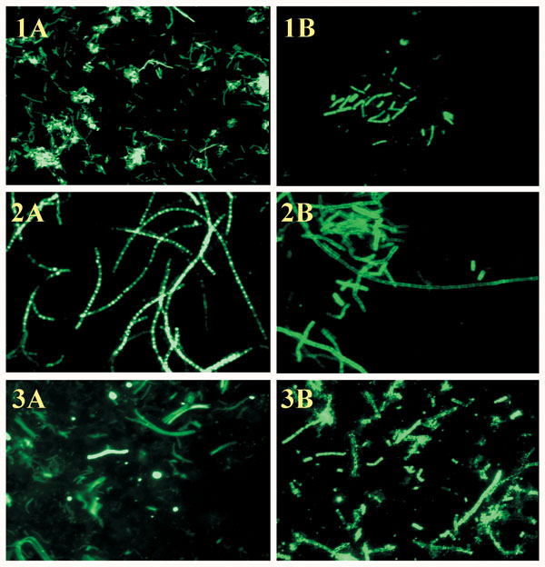Direct fluorescent-antibody (DFA) staining of Bacillus anthracis cells. Panel A (cell wall DFA) and Panel B (capsule DFA) correspond to 1) Positive control (B. anthracis Pasteur strain), 2) Test isolate #2002013601 (environmental specimen, 2001 U.S. anthrax outbreak), and 3) Clinical specimen #2002007069 (lung tissue of patient 1, 2001 U.S. anthrax outbreak), original magnification x 400.