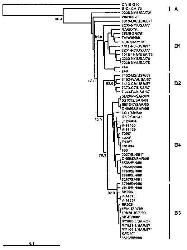 Phylogenetic relationships of human enterovirus 71 (HEV71) strains belonging to genogroup B (21). Dendrogram shows the genetic relationships among 56 HEV71 strains belonging to genogroup B, based on the alignment of the complete VP4 gene sequence (nucleotide positions 744-950). Details of the HEV71 strains included in the dendrogram are provided in Appendix Tables 1 and 2. Branch lengths are proportional to the number of nucleotide differences. The bootstrap values in 1,000 pseudoreplicates for