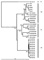 Thumbnail of Phylogenetic relationships of human enterovirus 71 (HEV71) strains belonging to genogroup C (21). Dendrogram shows the genetic relationships among 30 HEV71 strains belonging to genogroup C, based on the alignment of a partial VP1 (nucleotide positions 2442–3281) or complete VP1 (nucleotide positions 2442–3332) gene sequences. Details of the HEV71 strains included in the dendrogram are provided in Tables 2 and 3. Branch lengths are proportional to the number of nucleotide differences