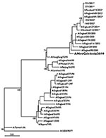 Thumbnail of Phylogenetic tree of influenza A H1N1 and H1N2 virus HA1 nucleotide sequences. The tree was generated by using joining-joining analysis. The lengths of the horizontal lines are proportional to the number of nucleotide substitutions per site. Trees were bootstrapped x100. H1N2 viruses are indicated with an asterisk. The current H1N1 vaccine strain is in bold typeface.