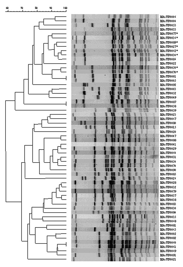 Dendrogram of unique pulsed-field gel electrophoresis patterns of Salmonella Newport. The 58 patterns represent all patterns received at the State Laboratory Institute during April 1999–April 2001. * indicates multidrug-resistant S. Newport patterns.