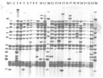 Thumbnail of IS6110 restriction fragment length polymorphism analysis of isolates from a dominant variable number tandem repeat group of Beijing family isolates at all sites, Samara, Russia. M indicates Mycobacterium tuberculosis strain MT14323. Isolates were from all five sites including the prison (tracks 13, 16,18, and 20).