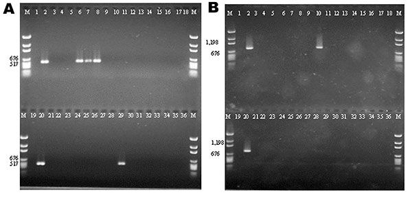 Agarose gel electrophoresis of integrase gene polymerase chain reaction (PCR) amplification products. A: PCR products of class 1 integrase gene intI1. Lane M; molecular marker; lanes 1 and 19: no template (negative) control; lanes 2 and 20: positive control (In2); lanes 3–36: multiple drug–resistant isolates. B: PCR products of class 2 integrase gene intI2. Lane M: molecular marker; lanes 1 and 19: no template control (negative) control; lanes 2 and 20: positive control (Tn7); lanes 3–36: multid