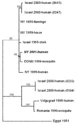 Thumbnail of Phylogenetic relationships among West Nile virus strains. Sequence data from the present case are shown in italics. The tree is based on the 1,648-bp fragment encoding the preM, M, and part of the 5′-E gene. Numbers at the nodes are bootstrap confidence estimates based on 1,000 replicates.