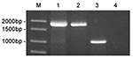 Thumbnail of Amplification of bp26 from marine mammal and terrestrial strains of Brucella. The amplification products were electrophoresed on a 1% agarose gel and stained with ethidium bromide. Lane 1, strain 01A09163; lane 2, strain 85A05748; lane 3, B. abortus ATCC 23448; lane 4, no template control. DNA ladder is shown in Lane M.