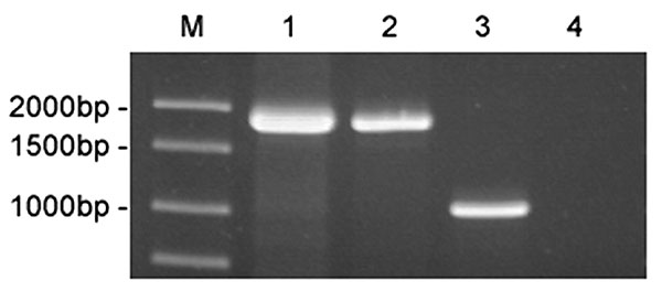 Amplification of bp26 from marine mammal and terrestrial strains of Brucella. The amplification products were electrophoresed on a 1% agarose gel and stained with ethidium bromide. Lane 1, strain 01A09163; lane 2, strain 85A05748; lane 3, B. abortus ATCC 23448; lane 4, no template control. DNA ladder is shown in Lane M.
