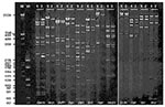 Thumbnail of DNA fragment patterns obtained with selected restriction enzymes of representative outbreak (1) and community (2) Ad7 isolates resolved by gel electrophoresis with ethidium bromide staining. DNA markers III (λHindIII/EcoRI) and VI (pBR328 BglI/HinfI) were run simultaneously to facilitate fragment size estimates. Arrows highlight loss of 2,500- and 12,700-bp fragments and corresponding appearance of a new 15,200-bp fragment for the outbreak strain (1) as compared with the expected pa