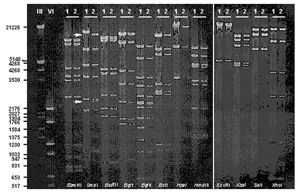 DNA fragment patterns obtained with selected restriction enzymes of representative outbreak (1) and community (2) Ad7 isolates resolved by gel electrophoresis with ethidium bromide staining. DNA markers III (λHindIII/EcoRI) and VI (pBR328 BglI/HinfI) were run simultaneously to facilitate fragment size estimates. Arrows highlight loss of 2,500- and 12,700-bp fragments and corresponding appearance of a new 15,200-bp fragment for the outbreak strain (1) as compared with the expected pattern for Ad7