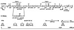 Thumbnail of Genetic organization of the antibiotic resistance gene cluster of Salmonella genomic island 1 (SGI1) of Salmonella enterica serovar Typhimurium DT104 and serovar Albany strain 7205.00. DR-L and DR-R are the left and right direct repeats, respectively, bracketing SGI1. Polymerase chain reactions (PCRs) used to assess the genetic organization of the antibiotic resistance genes (PCRs floR, A, B, C, D, E, and F) and the SGI1 junctions to the chromosome (PCRs LJ and RJ for left and right