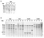 Thumbnail of A) Southern blot hybridization with the p1-9 probe of XbaI-digested genomic DNAs of Salmonella enterica serovar Typhimurium DT104 strain BN9181 (lane 1), serovar Agona strain 959SA97 (lane 2), serovar Paratyphi B strain 44 (lane 3), and serovar Albany strain 7205.00 (lane 4). B) Southern blot hybridization of XbaI-, XhoI-, HindIII-, and EcoRI-digested genomic DNAs of serovar Typhimurium DT104 strain BN9181 (lanes 1), serovar Agona strain 959SA97 (lanes 2), serovar Paratyphi B strain