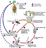 Thumbnail of Life cycle of Gnathostoma spinigerum. Adapted from an original illustration by Sylvia Paz Diaz Camacho; available from: URL: http://www.dpd.cdc.gov/dpdx/HTML/gnathostomiasis.htm