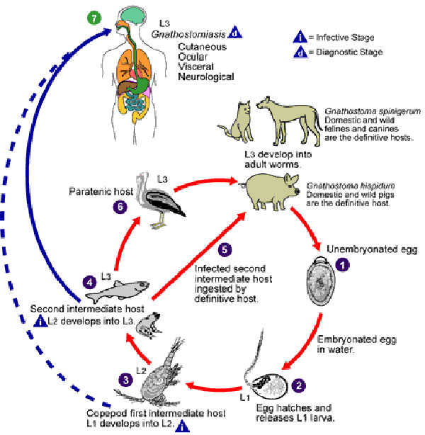 Life cycle of Gnathostoma spinigerum. Adapted from an original illustration by Sylvia Paz Diaz Camacho; available from: URL: http://www.dpd.cdc.gov/dpdx/HTML/gnathostomiasis.htm