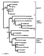 Thumbnail of NSs-based phylogenetic tree of Rift Valley fever virus strains. Values indicate the bootstrap support of the nodes. Strains isolated in Chad are designated H1CHA01 and H2CHA01, according to the previous abbreviation guidelines (7,8). EMBL accession nos. AJ504997 and AJ504998. SNS, Smithburn strain. Branch lengths are proportional to the number of substitutions per site.