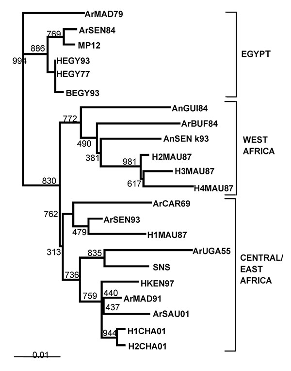 NSs-based phylogenetic tree of Rift Valley fever virus strains. Values indicate the bootstrap support of the nodes. Strains isolated in Chad are designated H1CHA01 and H2CHA01, according to the previous abbreviation guidelines (7,8). EMBL accession nos. AJ504997 and AJ504998. SNS, Smithburn strain. Branch lengths are proportional to the number of substitutions per site.