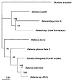 Thumbnail of Phylogenetic tree for the complete 18S rRNA gene from selected Babesia spp. The tree was computed by using the quarter puzzling maximum likelihood method of the TREE-PUZZLE program and was oriented by using Theileria annulata as the outgroup. Numbers at the nodes indicate the quartet puzzling support for each internal branch. Scale bar indicates an evolutionary distance of 0.01 nucleotides per position in the sequence. Vertical distances are for clarity only. The GenBank accession n