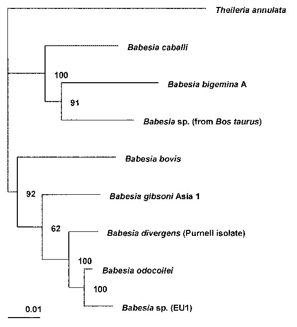 Phylogenetic tree for the complete 18S rRNA gene from selected Babesia spp. The tree was computed by using the quarter puzzling maximum likelihood method of the TREE-PUZZLE program and was oriented by using Theileria annulata as the outgroup. Numbers at the nodes indicate the quartet puzzling support for each internal branch. Scale bar indicates an evolutionary distance of 0.01 nucleotides per position in the sequence. Vertical distances are for clarity only. The GenBank accession numbers for th
