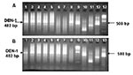 Thumbnail of Visualization of reverse transcription–nested polymerase chain reaction product from 15 cultures of supernatant. DENV-1 positive samples are indicated by a 482-bp band. A) Lanes 1–5: positive culture supernatants. Lanes 6–7: negative culture supernatants. Lane 8: positive culture supernatant. Lane 9: positive DENV-1 control. Lane 10: positive DENV-2 control. Lane 11: positive DENV-3 control. Lane 12: positive DENV-4 control. Lane 13: 100-bp DNA ladder. B) Lanes 1–7: positive culture