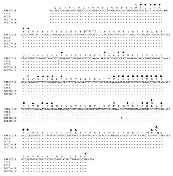 Partial HA1 domain cDNA sequences from five 1918–19 cases. A 563-bp fragment encoding antigenic (19,20) and receptor-binding (21) sites of the HA1 domain is shown, with the sequences aligned to A/Brevig Mission/1/1918 (BREVIG18) (15). Dots represent sequence identity as compared to BREVIG18. The numbering of the nucleotide sequence is aligned to A/PR/8/1934 (GenBank accession no. NC_002017) and refers to the sequence of the gene in the sense (mRNA) orientation. The partial HA1 translation produc