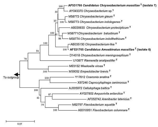 16S rDNA tree showing relationship of isolates 6 and 7 with related Flavobacteriaceae. The tree was constructed by using the neighbor-joining method, based on the nearly complete sequence (1,283 nt) of the 16S rDNA gene. Bootstrap values resulting from 100 replications are at branch points. Staphylococcus aureus was used as an outgroup.