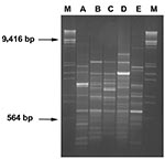 Thumbnail of RAPD profiles of blaVIM positive strains. Amplification products (8 μL) obtained with primer 208 (5′-ACGGCCGACC-3′) (14) were run on 2% agarose gel. Lanes A-E: RAPD-types as indicated in Table 1. Lanes M: λDNA digested with EcoRI and HindIII.