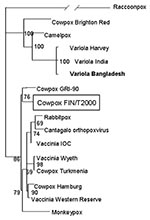 Thumbnail of Phylogenetic tree of selected orthopoxvirus hemagglutinin genes based on Clustal X alignment and the maximum likelihood method TreePuzzle. Virus sequences used for the analysis were raccoonpox as an outgroup (GenBank accession no. M94169); cowpoxvirus strains Brighton Red (AF482758), FIN/T2000 (AY366477), GRI-90 (Z99047), Hamburg (Z99050), and Turkmenia (Z99048); vaccinia virus strains IOC (AF229248), Western Reserve (M93956), and Wyeth (Z99051); variola virus strains Bangladesh (L2