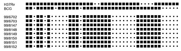 Spoligotyping profiles for human and cattle cases of bovine tuberculosis. H37Rv and BCG are control strains. 99/6702 and 99/6703 are the sister and brother, respectively; 99/8147–99/8152 are cattle isolates.