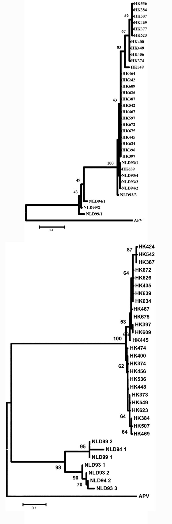 Phylogenetic tree of the human metapneumovirus a) L gene and b) F gene. Viruses detected in Hong Kong are prefixed HK, and the sequences have been deposited in GenBank under accession numbers AY294849 through to AY294870. Other viral sequences were obtained from GenBank. Abbreviations used: APV, avian pneumovirus; NL, the Netherlands.