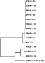 Thumbnail of Phylogenetic tree showing sequence analysis of the F (fusion) gene of 12 human metapneumovirus (HMPV) strains detected in 2002 as part of this study and of the prototype strain from the Netherlands (GenBank accession no. af371337) as well as from a Canadian strain (HMPV 35) isolated in 2001.