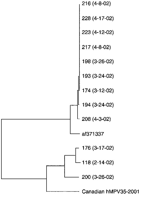 Phylogenetic tree showing sequence analysis of the F (fusion) gene of 12 human metapneumovirus (HMPV) strains detected in 2002 as part of this study and of the prototype strain from the Netherlands (GenBank accession no. af371337) as well as from a Canadian strain (HMPV 35) isolated in 2001.