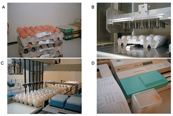 A) Receipt of 60 eggs per producer every 9 weeks (barcode indicating producer is shown). B) The “eggbreaker” punches a hole in 30 eggs at a time. C) Withdrawal of egg yolk from 30 eggs and transfer to microtiter tray. D) Enzyme-linked immunosorbent assay analysis, reading, and transfer of results to central database.