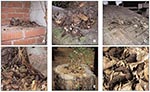Thumbnail of Typical raccoon latrines found in urban/suburban environments. (A) Latrine on a chimney ledge, illustrating the climbing abilities of raccoons and their tenacity in maintaining latrines. (B) Large latrine in the crotch of an oak tree approximately 3.5 m (15 feet) above ground. The sides of the tree were visibly stained with fecal residue that rain had washed down the trunk, contaminating a child’s play area below with Baylisascaris procyonis eggs. (C) Large latrine, in use for years