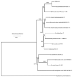 Thumbnail of Phylogenetic tree of Bartonella species (Table) based on the combined RNase P RNA, 16S, and 23S rRNA sequence alignment. Agrobacterium tumefaciens serves as the outgroup in this tree. The tree shown was generated by using the neighbor-joining method. The horizontal axis is estimated evolutionary distance. The numbers shown at each node are the number of times that node appears among 1,000 bootstrapped trees. T, type strains.
