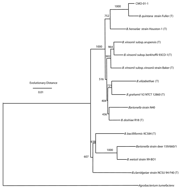 Phylogenetic tree of Bartonella species (Table) based on the combined RNase P RNA, 16S, and 23S rRNA sequence alignment. Agrobacterium tumefaciens serves as the outgroup in this tree. The tree shown was generated by using the neighbor-joining method. The horizontal axis is estimated evolutionary distance. The numbers shown at each node are the number of times that node appears among 1,000 bootstrapped trees. T, type strains.
