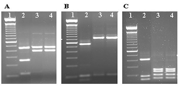 Identification of Cryptosporidium muris from two stool samples from a Peruvian patient using restriction fragment length polymorphism analysis of polymerase chain reaction products with SspI (A), VspI (B) and DdeI (C). Lane 1, 100-bp molecular markers; lane 2, C. hominis control; lanes 3 and 4, C. muris from the patient.