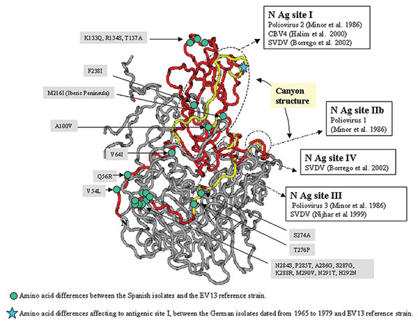 Mapping of the echovirus (EV) 13 VP1 amino acids. The three-dimensional structure is projected onto EV11 structure (GenBank accession no. 1H8TA) with VP1 amino acid numbering according to EV11. The sequenced fragment is shown in red. Previously reported neutralizing antigenic sites for poliovirus, CBV4, and SVDV are shown in yellow. The enterovirus canyon structure is found in a similar location to the canyon structure of poliovirus as reported by (40).