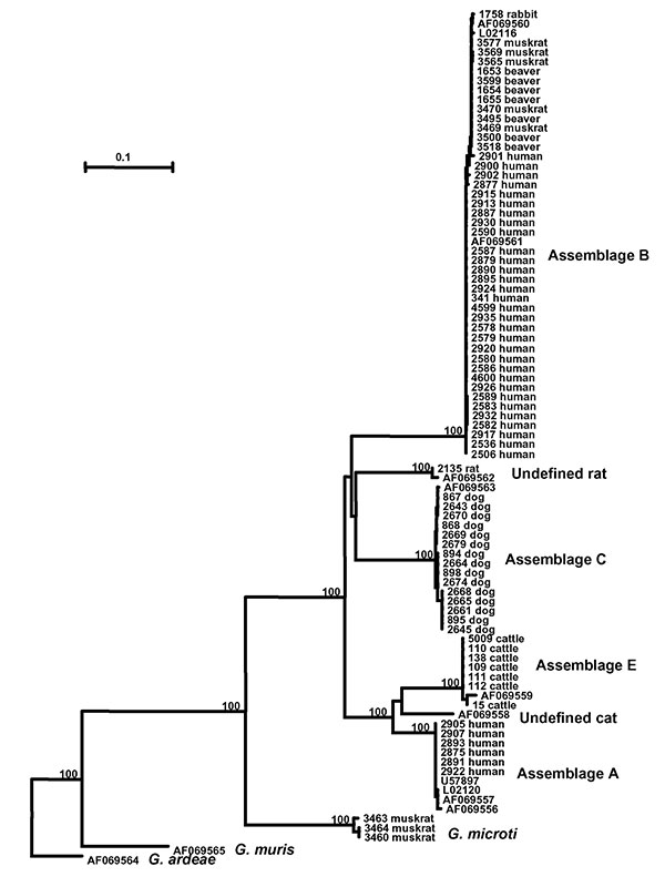 Phylogenetic relationships of Giardia parasites inferred by the neighbor-joining analysis of the triosephosphate isomerase (TPI) nucleotide sequences.
