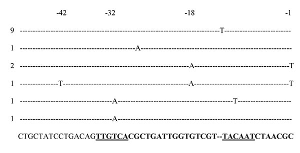 Sequences of Escherichia coli AmpC promoters showing mutations detected in cephamycin-resistant strains. The consensus sequence for E. coli K12 is shown in the last row. The promoter region is in boldface. The –35 and –10 (Pribnow box) hexamers are underlined. The number of strains with these mutations is indicated on the left.