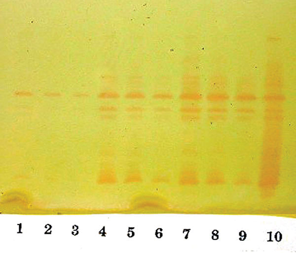 Analytical isoelectric focusing (IEF) of serially diluted broth induced enzymes. The isoelectric points (pIs) of the two prominent bands midway and at the bottom of the gel are 6.9 and &gt;9.0. Lanes 1–3: uninduced enzyme serially diluted 1:1, 1:2, and 1:4. Lanes 4–6: enzyme induced with 8 μg/mL of cefoxitin serially diluted 1:1, 1:2, and 1:4. Lanes 7–9: enzyme induced with 4 μg/mL of imipenem serially diluted 1:1, 1:2 and 1:4. Lane 10: NOR-1 control, induced with 16 μg/mL of cefoxitin.